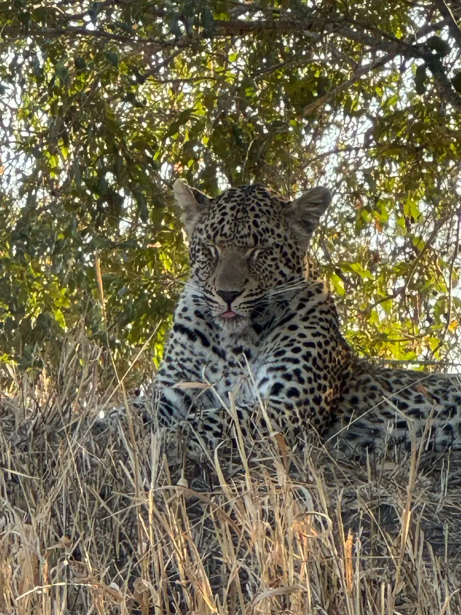 Our guests from the USA enjoyed spectacular wildlife sightings during their family safari at Umkumbe Safari Lodge in Sabi Sands Game Reserve.
